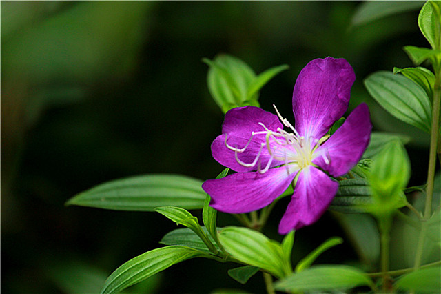 13种寓意最好的花,盆栽开紫色花的花卉有哪些