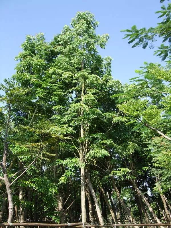 绿宝室内养殖叶子慢慢发黄,绿宝在北方的养殖方法