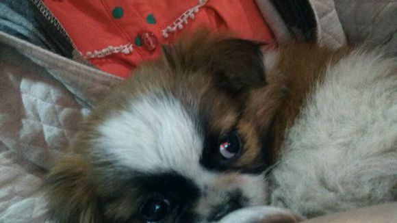 狗狗捡垃圾桶骨头吃被教训,狗捡垃圾吃被告状