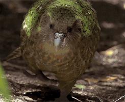 鸟来啦快跑啊！——乐园“暴君”啄羊鹦鹉