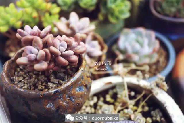 肉肉养在露台夏季要遮阳吗,露养夏天也不遮阳吗