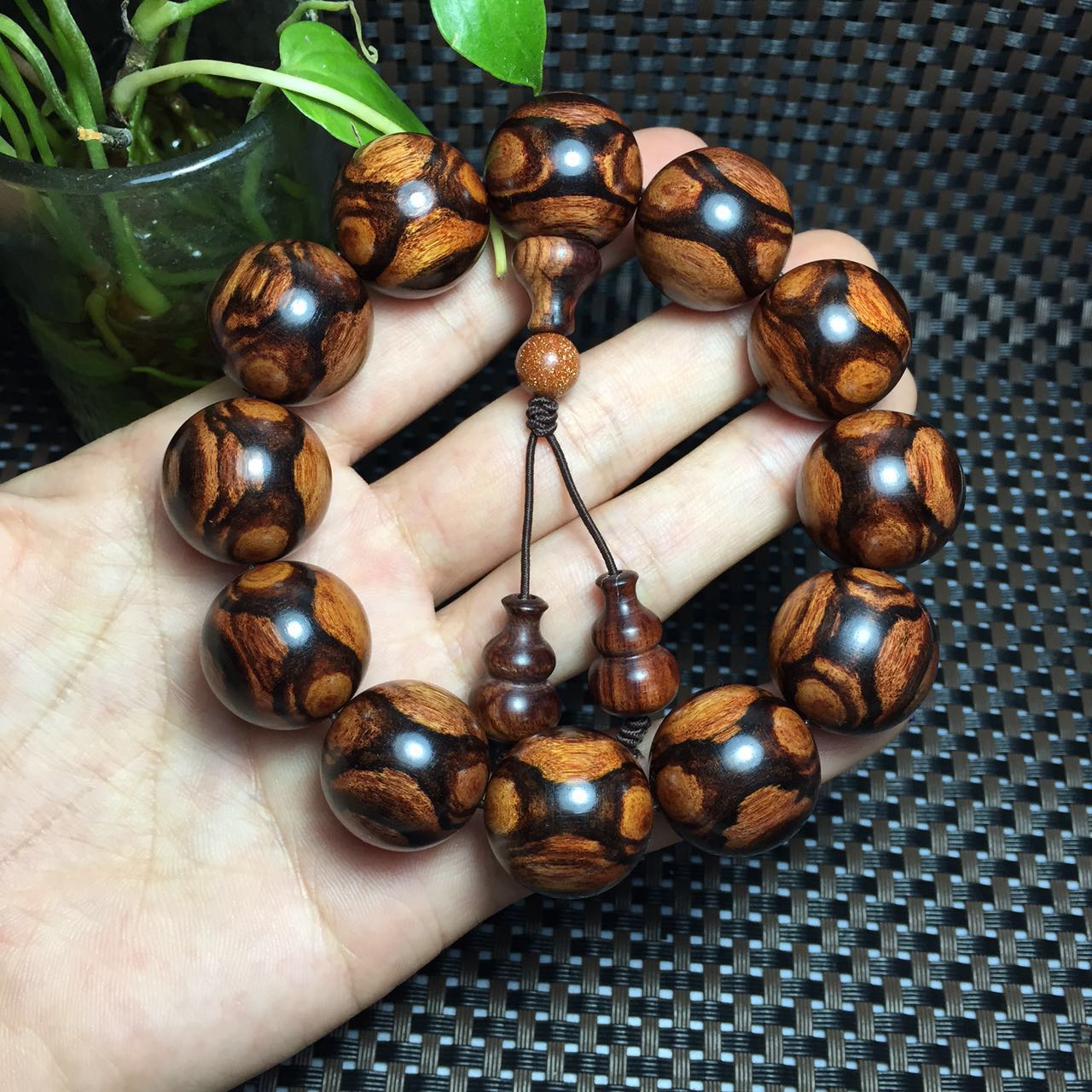 紫檀柳与海黄,紫檀柳对比海黄