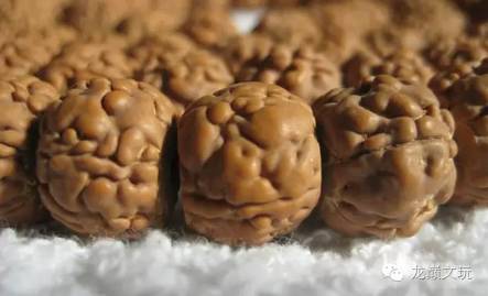 金刚菩提最不容易断齿的品种,哪种金刚菩提肉最多