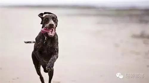 狗肉节引发风波全集,狗肉节引发的风波完整版广东卫视