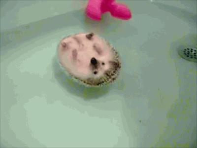 这销魂的表情，一看就不是什么正经刺猬！