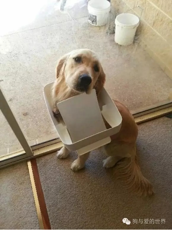 狗狗蠢萌和酷炫,狗狗蠢萌瞬间