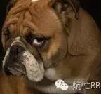 海带是怎么生宝宝的,海带有助于生儿子吗