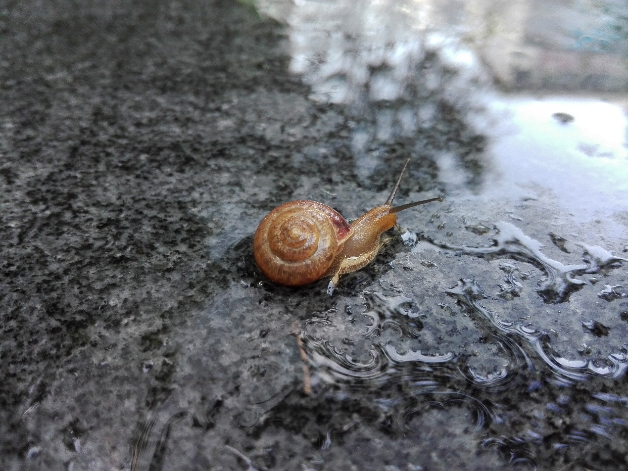 荣耀畅玩5和5c,同档位手机