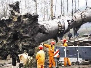 东方神木乌木金丝楠,东方神木乌木馆