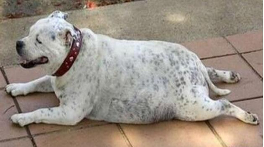 狗狗吃糖吃多了会上火吗,狗狗吃糖会怎样