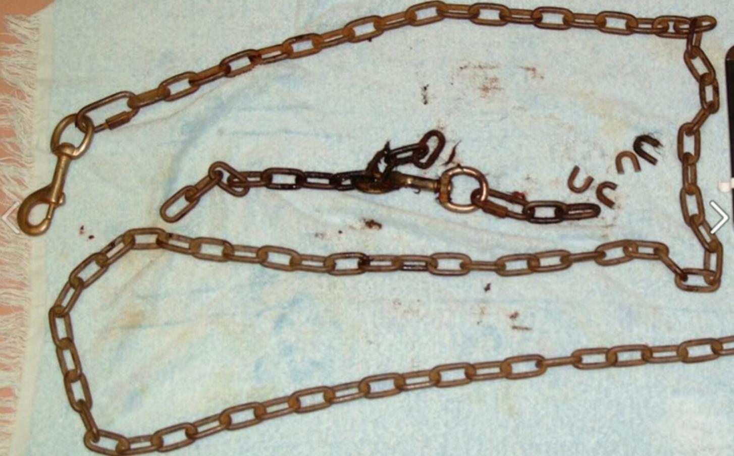 狗狗头被打肿了,狗狗鼻子被蜜蜂叮肿了视频