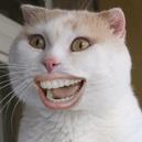 很火的动态小猫表情包,喵喵喵表情包动态