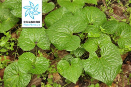 剂量越大毒性越低的药,药量太大能不能解毒