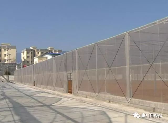 富川自家果园种植脐橙,最新富川脐橙果园