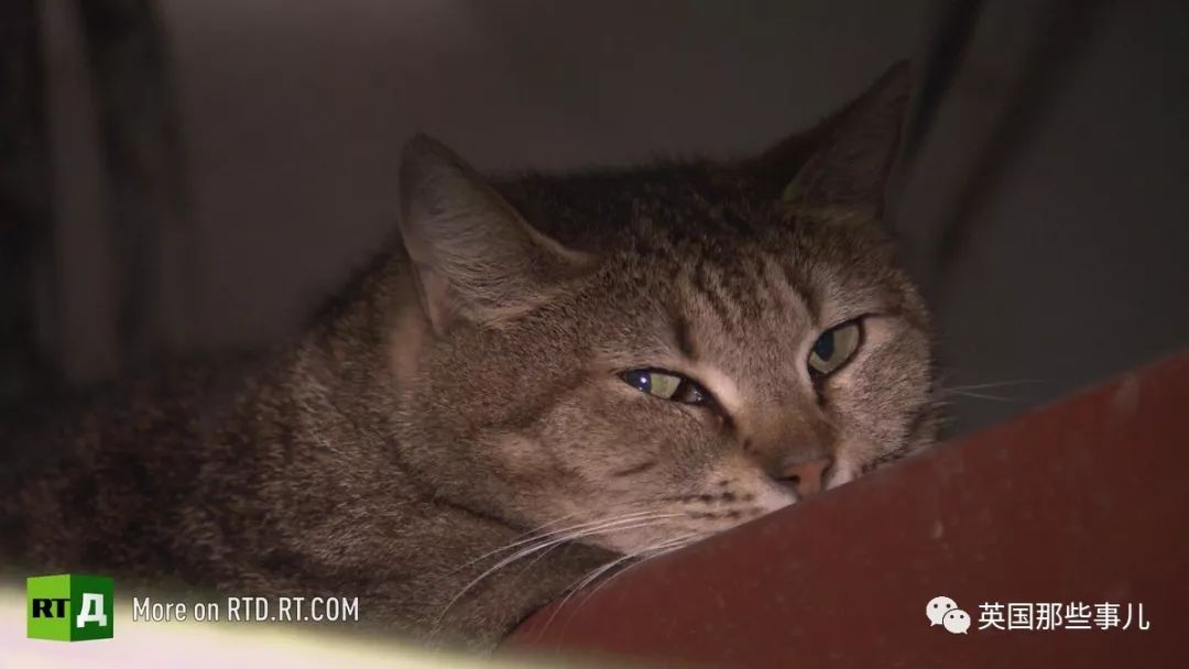 俄罗斯冬宫猫,俄罗斯冬宫里的猫