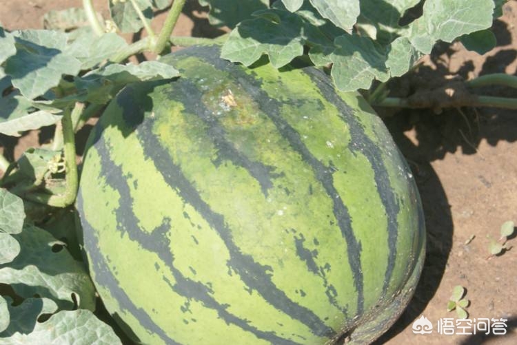 下雨天西瓜怎么预防病害,雨天西瓜徒长补救方法