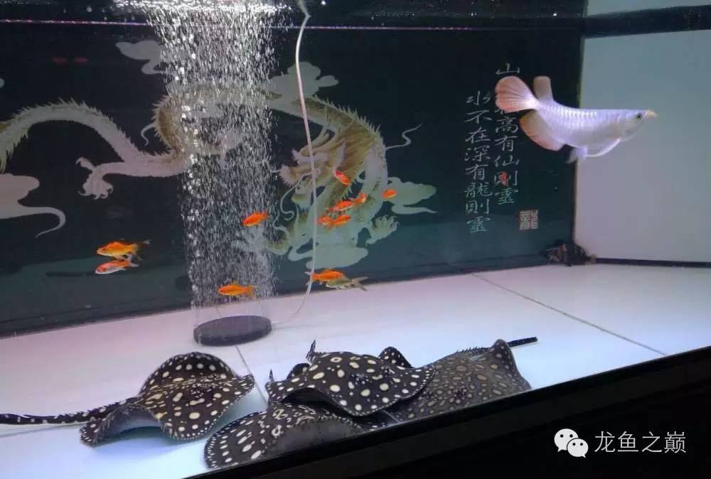 慢慢爱上养鱼,年纪到了爱上养鱼