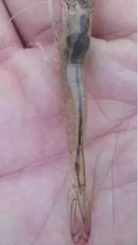 虾肠炎最佳治疗时间,虾肠炎是什么原因引起的