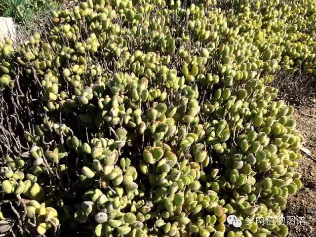 多肉居然能这么美,10种公认最好养爆盆的多肉