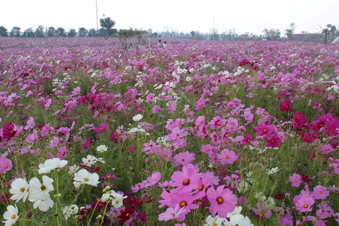 2019上海崇明薰衣草节,崇明薰衣草节旅游攻略