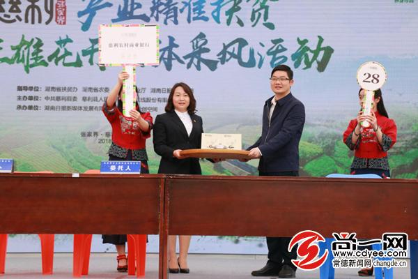 杜仲雄花烂漫开慈利富硒产业春风来