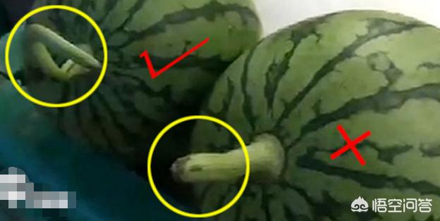 夏季吃瓜怎么挑,正确吃瓜指南教你怎么挑好瓜