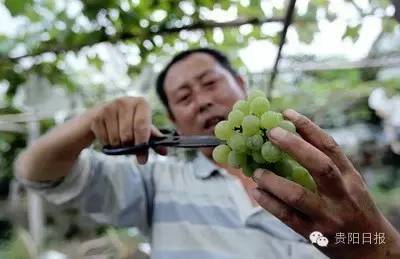 贵阳夏季鲜果采摘全攻略都在这了收好不谢
