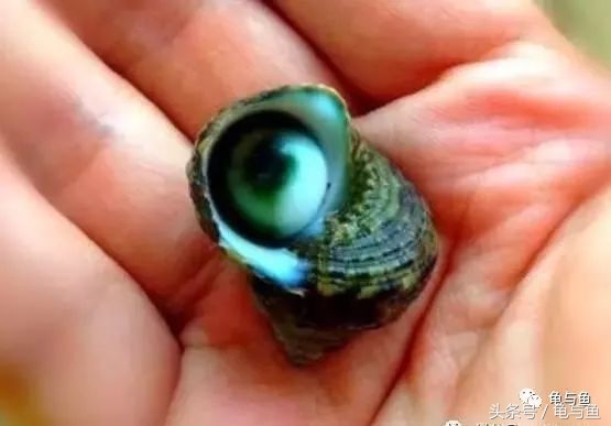 淡海除藻最好的方法,海水除藻