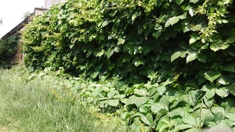 飞利浦436m6vbpa,飞利浦43寸分屏显示屏