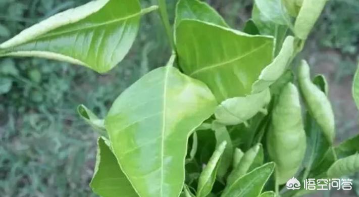 沃柑施肥叶子发黄怎么补救,沃柑肥害烂根怎样补救