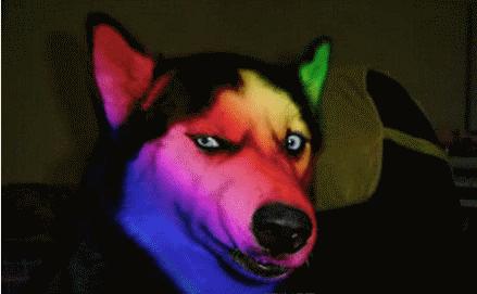 像范爷和GaGa那样，Howto把动物图案穿出高逼格？