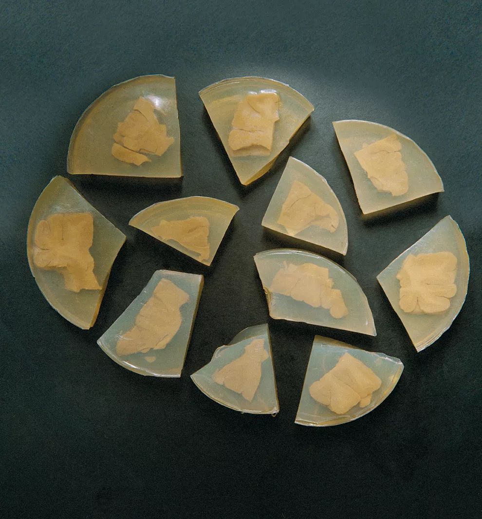 爱因斯坦的大脑解剖完整版,爱因斯坦的大脑歌曲