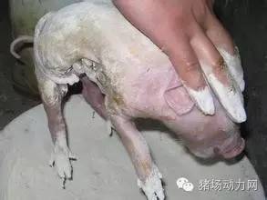 如何给母猪接生过程,母猪接产注意哪些