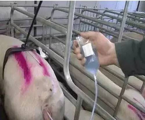 猪人工授精最容易被忽视的细节