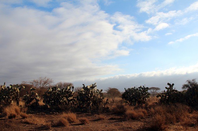 12天肯尼亚动物大迁徙自驾之旅,肯尼亚动物旅行