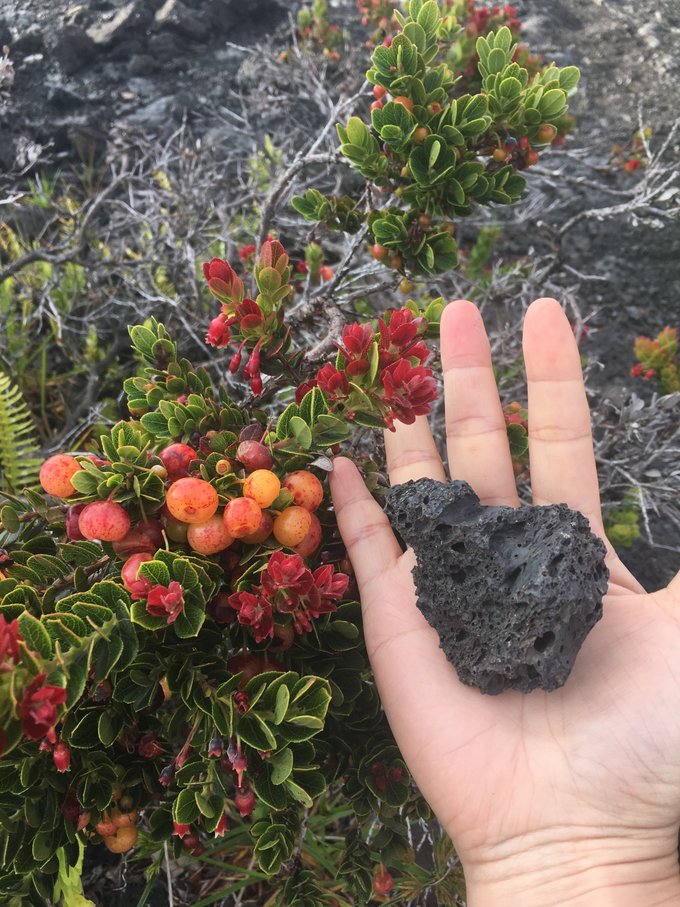 没有意外是哪句电影台词,夏威夷旅行说明