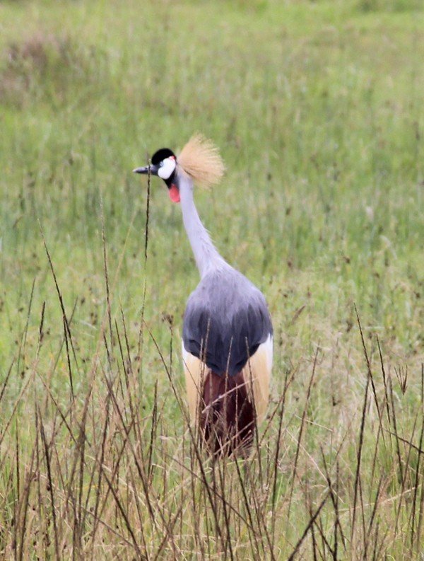 12天肯尼亚动物大迁徙自驾之旅,肯尼亚动物旅行