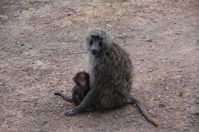12天肯尼亚动物大迁徙自驾之旅,肯尼亚动物旅行