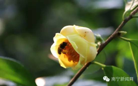 南宁漫山遍野的格桑花盛开,南宁最美小众花海