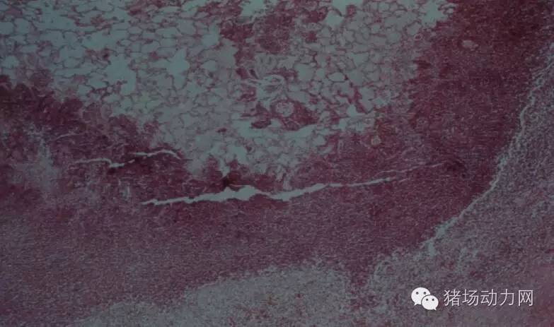 技术传染性胸膜性肺炎的猪病图谱（25张图片，值得收藏）