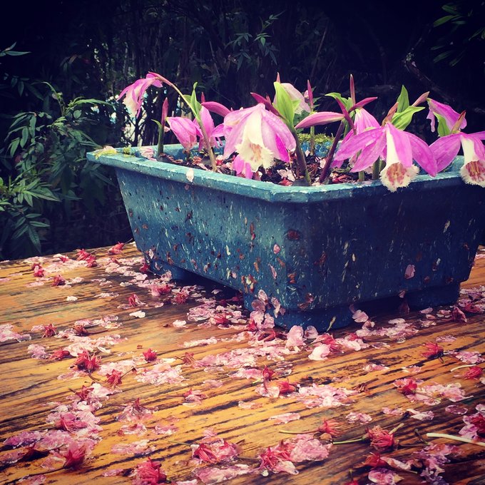 老爸追梦之旅,父亲的圆梦之旅