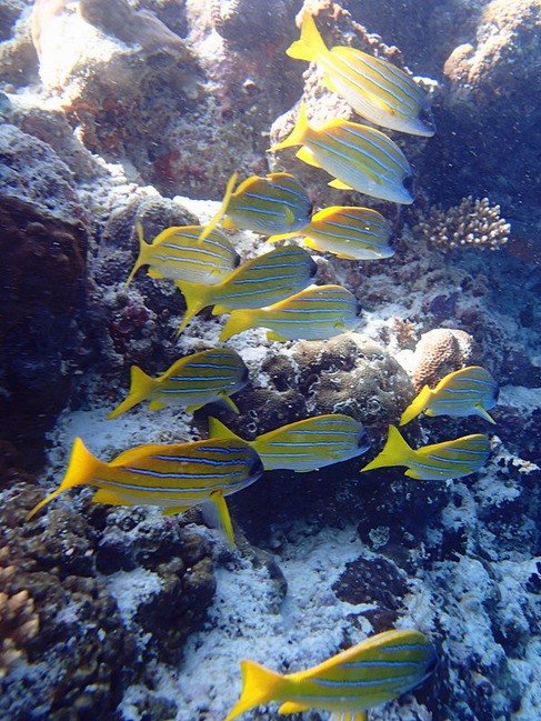 马尔代夫莉莉岛适合几月份去,马尔代夫莉莉岛旅游攻略