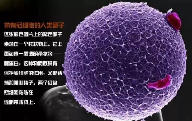 造人计划之前需要做的事,造人计划必须做的事