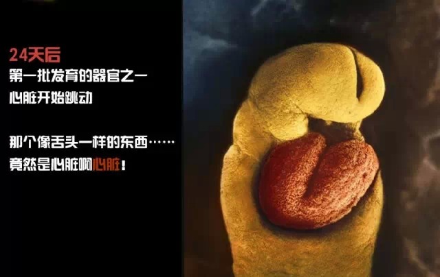 造人计划之前需要做的事,造人计划必须做的事