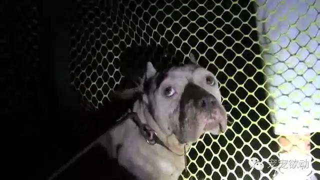 流浪狗怀孕的症状,流浪母狗生完崽是怎么活下来的