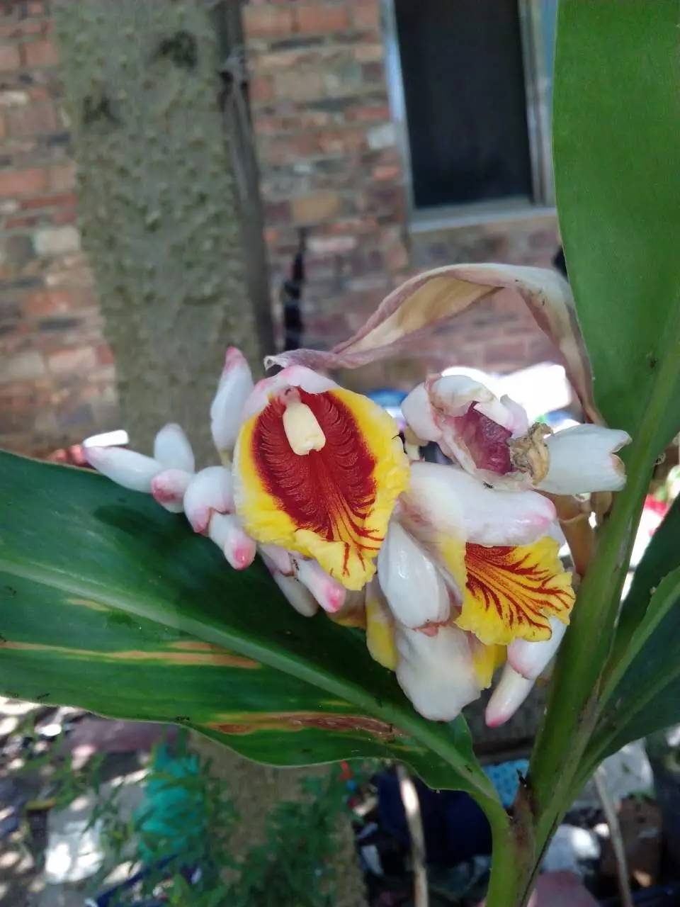 美得不行的月季图片,美得不行的月季