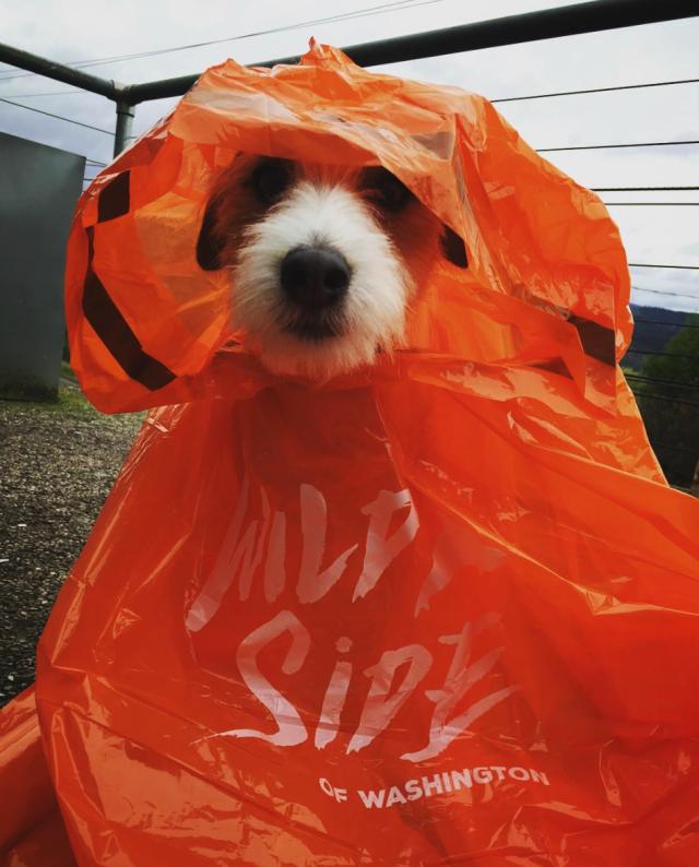 打个屁伞,真·青年就该披上雨衣起来嗨|潮物草坪