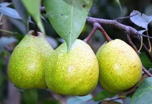 烟台常吃的水果有哪些,六月底七月初烟台的水果