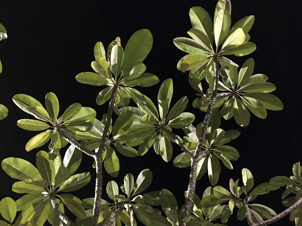 见摄者：普吉岛行之三珊瑚礁的梦，梦幻般的蓝，和蜥蜴面对面