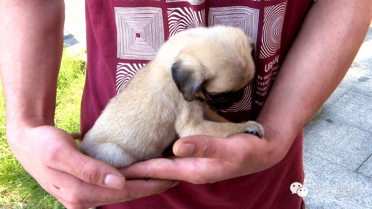 把狗买回家结果有病,购买宠物狗几天就死亡